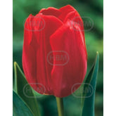 Hectarul - Bulbi de lalea Ile de France, 5 bulbi